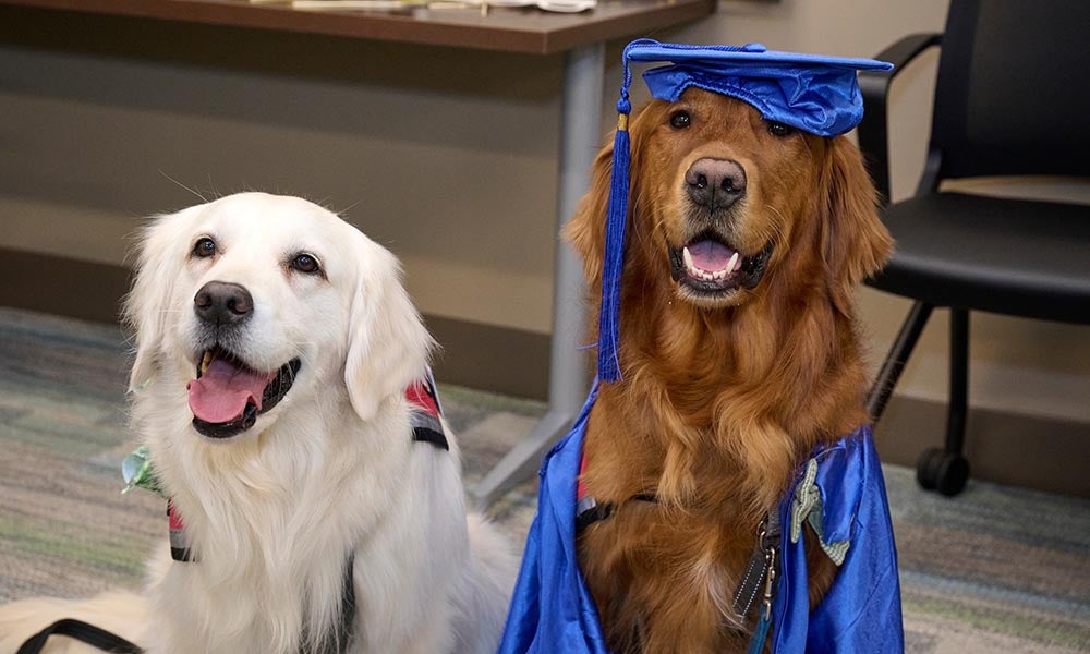 Meet UofL Health's Facility and Therapy Dogs – UofL Health Now